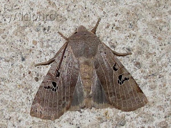 Conistra rubiginosa
