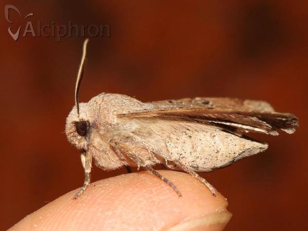 Conistra rubiginosa