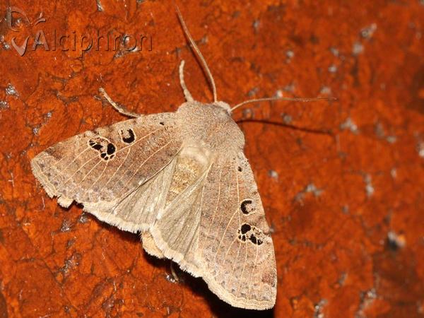 Conistra rubiginosa