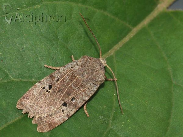 Conistra rubiginosa