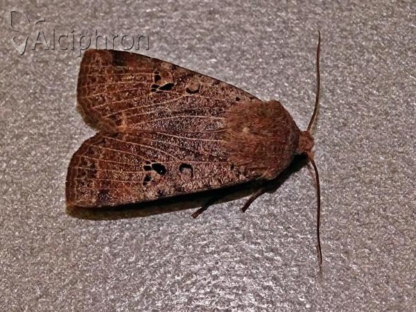 Conistra rubiginosa