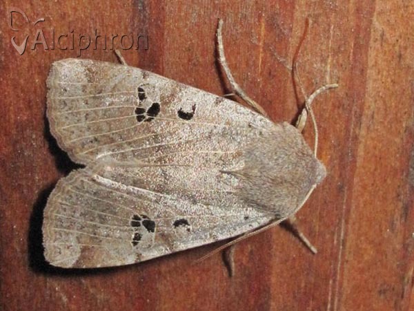 Conistra rubiginosa