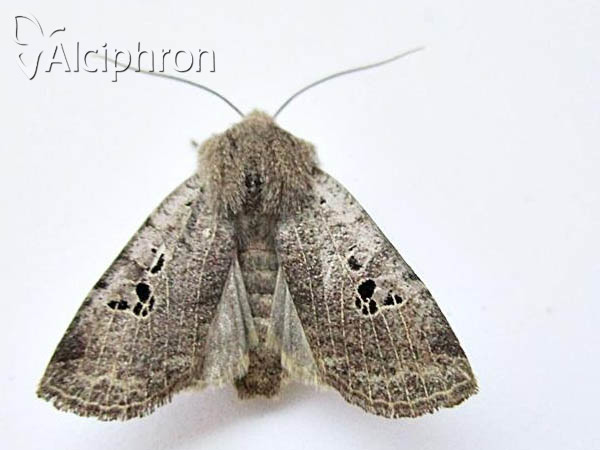 Conistra rubiginosa
