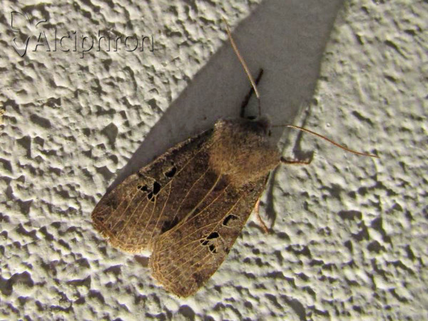 Conistra rubiginosa
