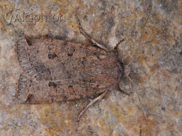 Conistra veronicae