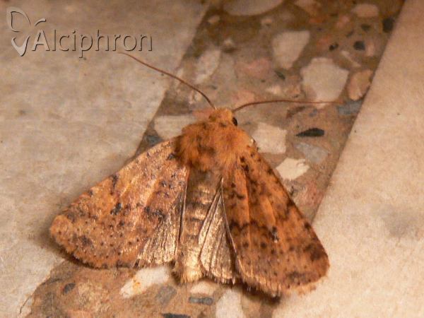 Conistra rubiginea