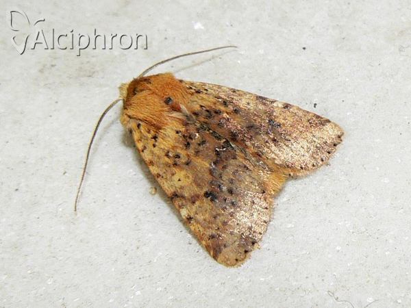Conistra rubiginea