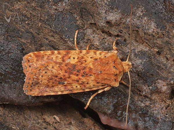 Conistra rubiginea
