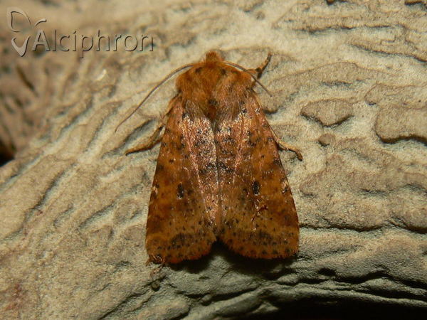 Conistra rubiginea