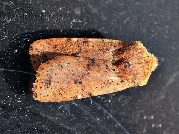 Conistra rubiginea