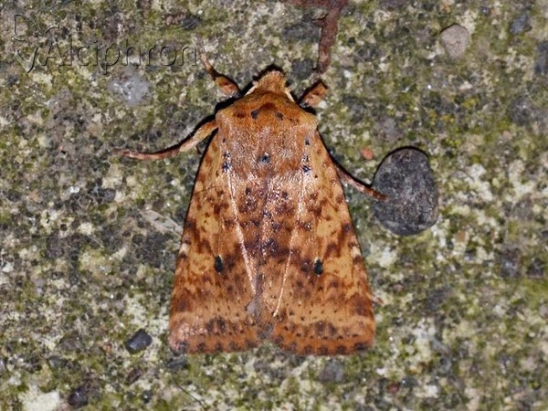 Conistra rubiginea
