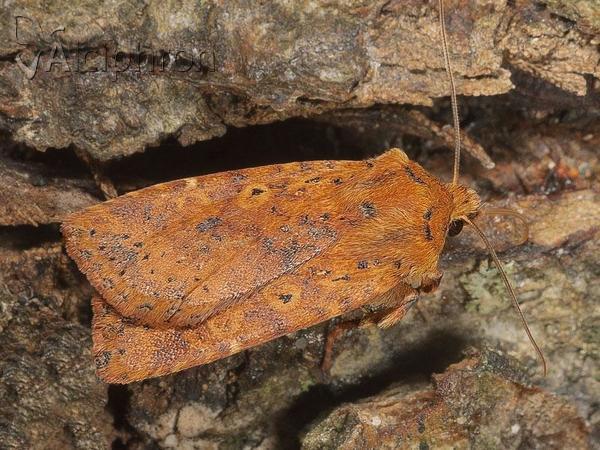 Conistra rubiginea