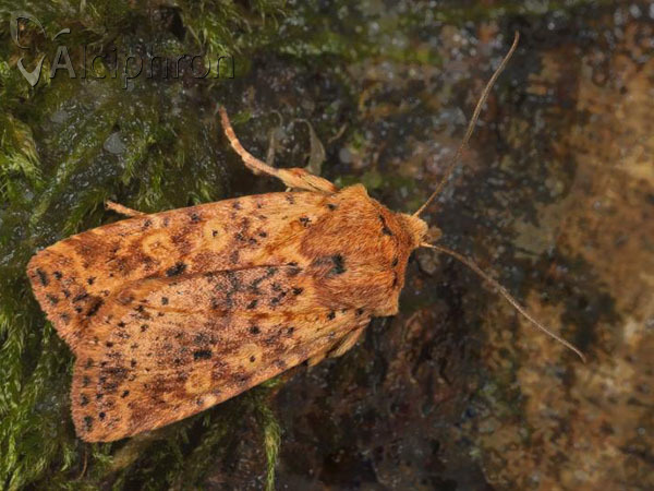 Conistra rubiginea