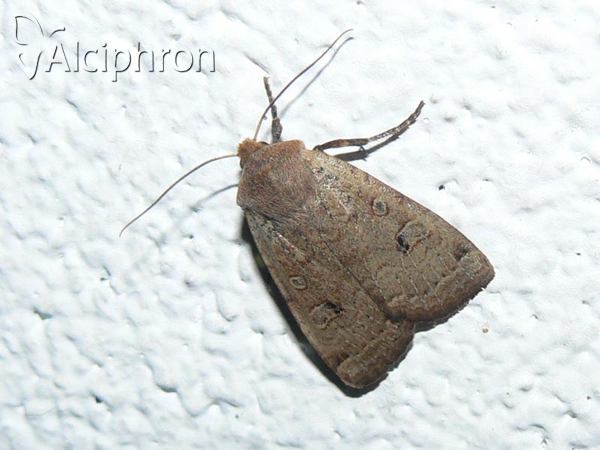 Conistra erythrocephala