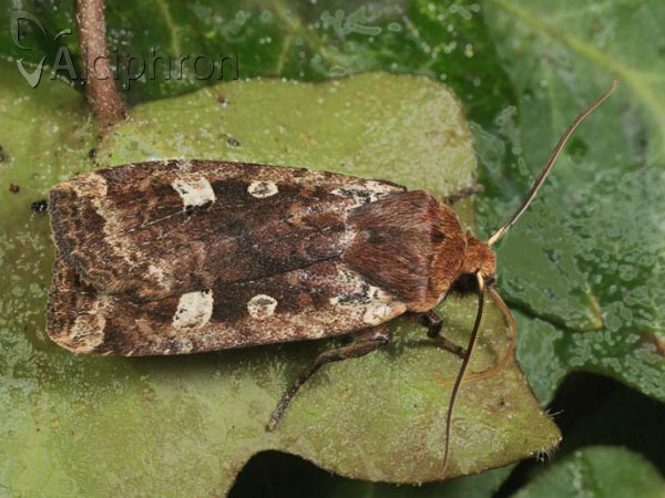 Conistra erythrocephala