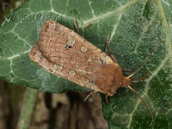Conistra erythrocephala