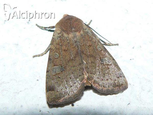 Conistra erythrocephala