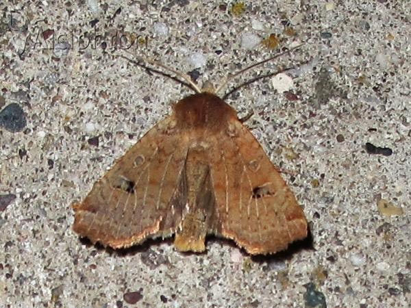 Conistra erythrocephala