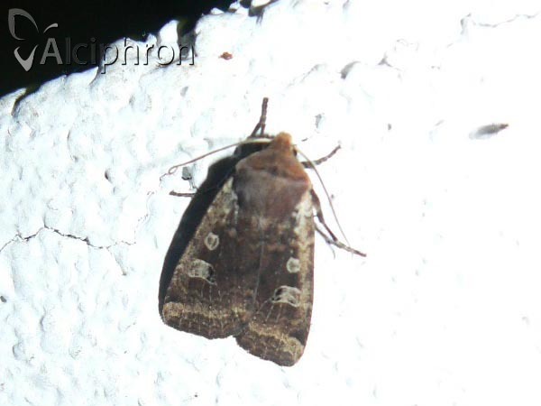 Conistra erythrocephala