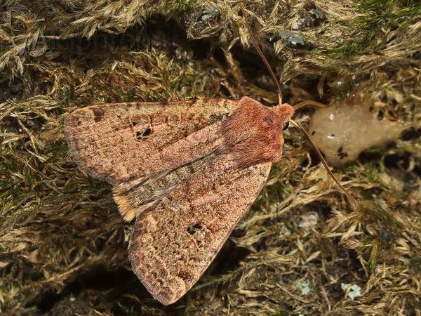 Conistra erythrocephala