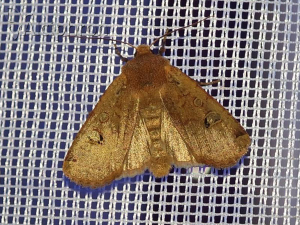 Conistra erythrocephala