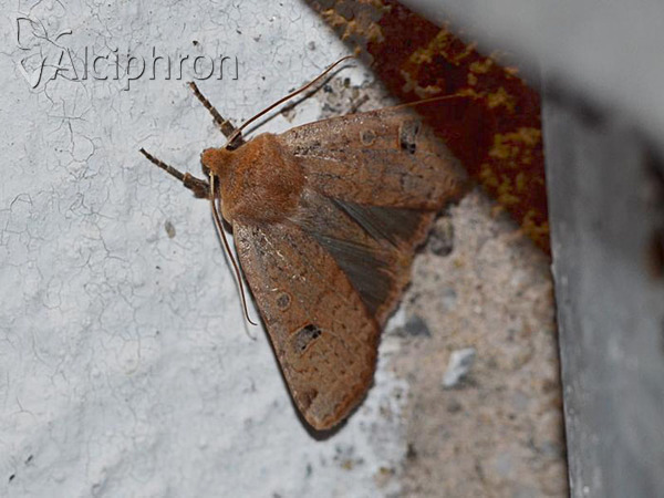 Conistra erythrocephala