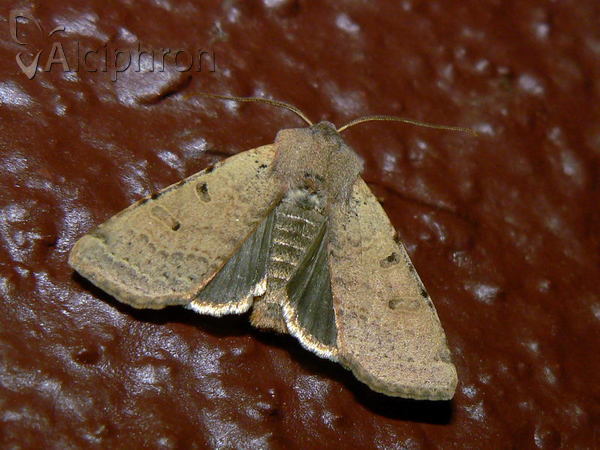 Agrochola lychnidis