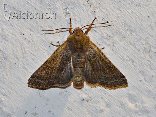 Agrochola lychnidis