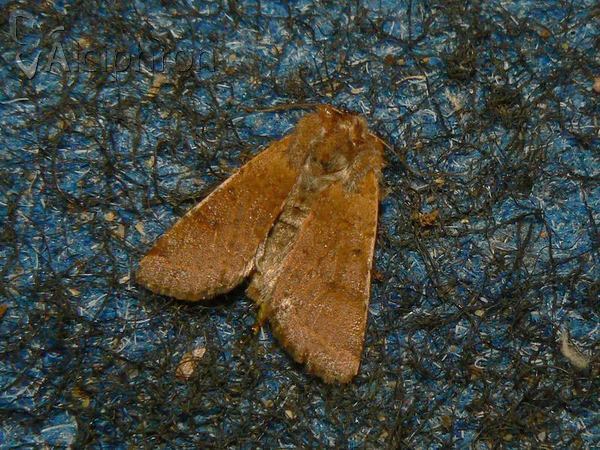 Agrochola lychnidis
