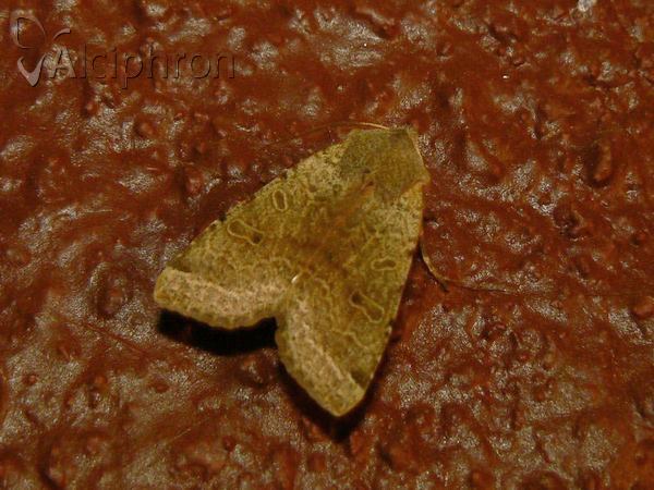 Agrochola lychnidis