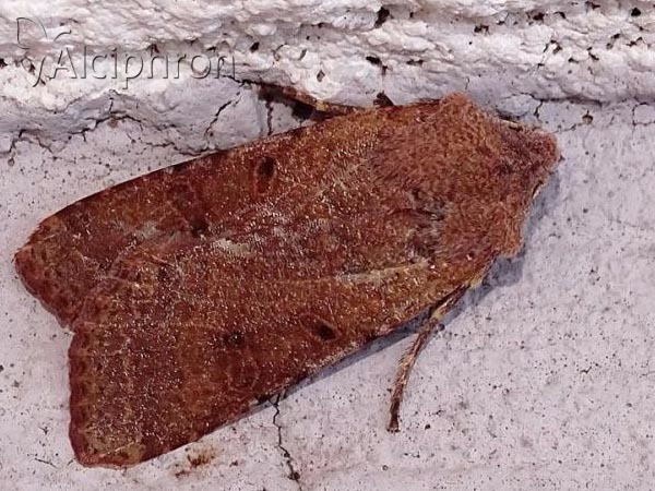 Agrochola lychnidis