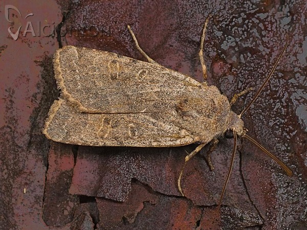 Agrochola lychnidis