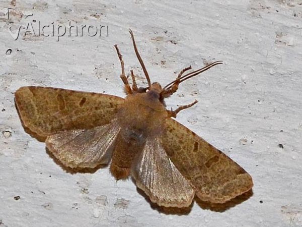 Agrochola lychnidis