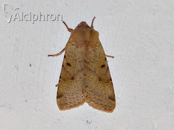 Agrochola lychnidis