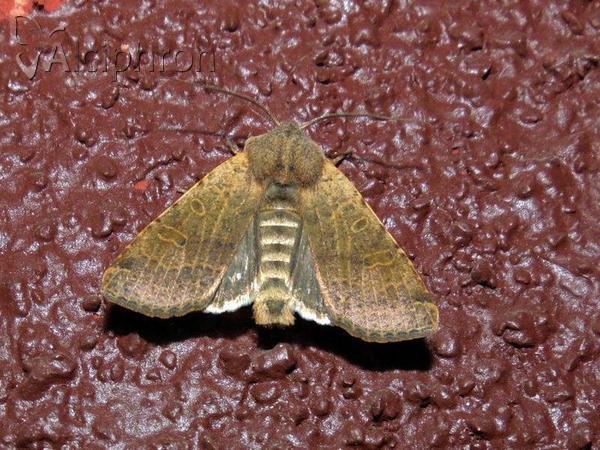 Agrochola lychnidis