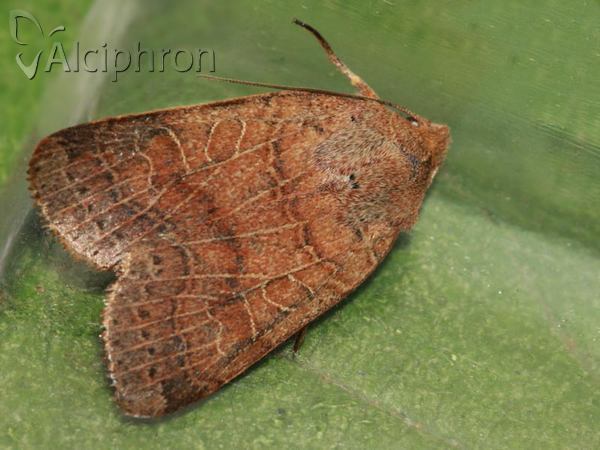 Agrochola nitida