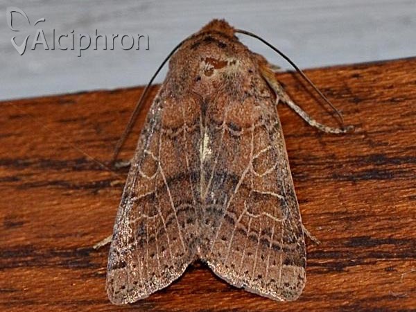 Agrochola nitida