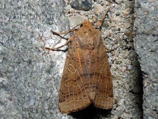 Agrochola nitida