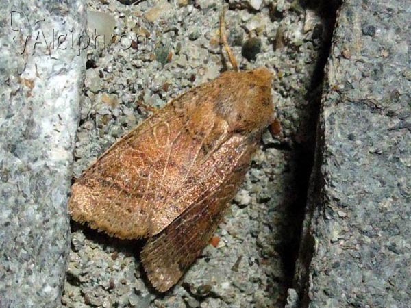 Agrochola nitida
