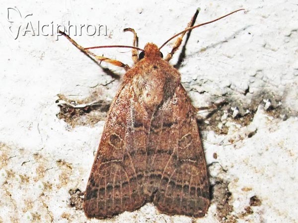 Agrochola nitida