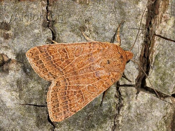 Agrochola nitida