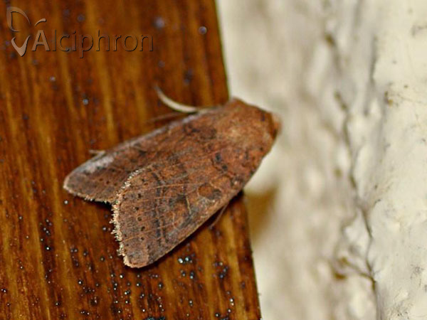 Agrochola nitida