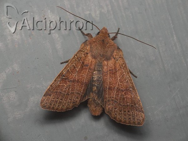 Agrochola nitida