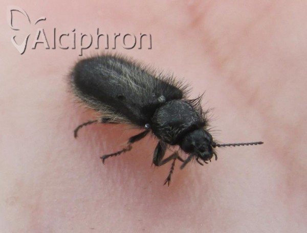 Enicopus ater