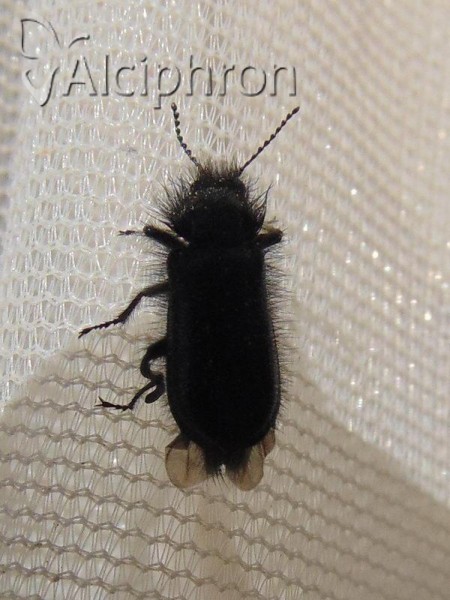 Enicopus ater