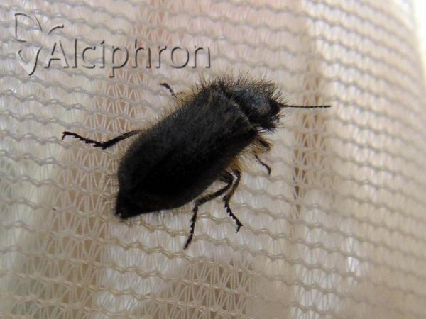 Enicopus ater