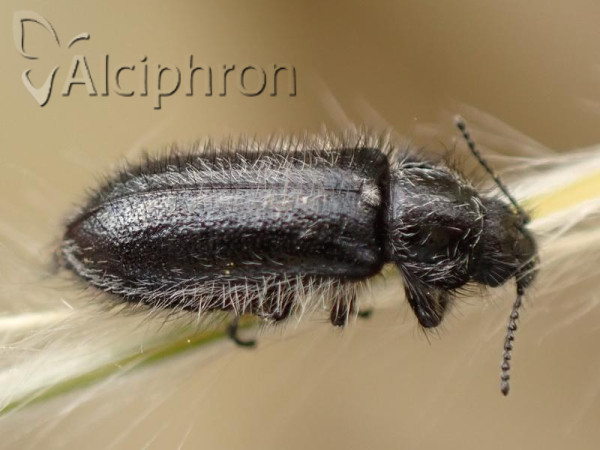 Enicopus ater