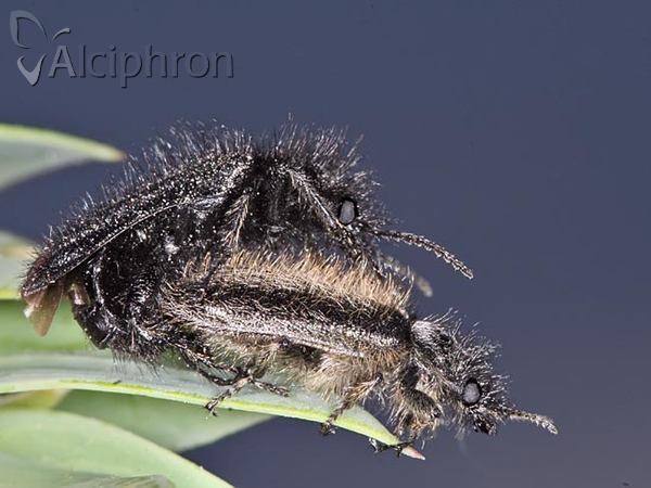 Enicopus pilosus