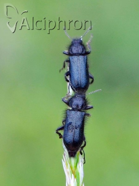 Enicopus pilosus