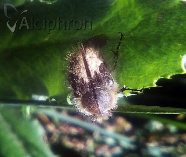 Enicopus pilosus